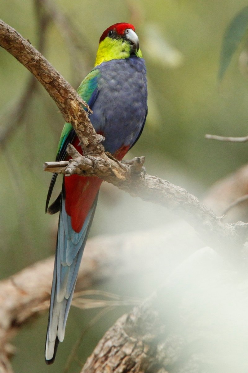 Western Australia Birds In Backyards